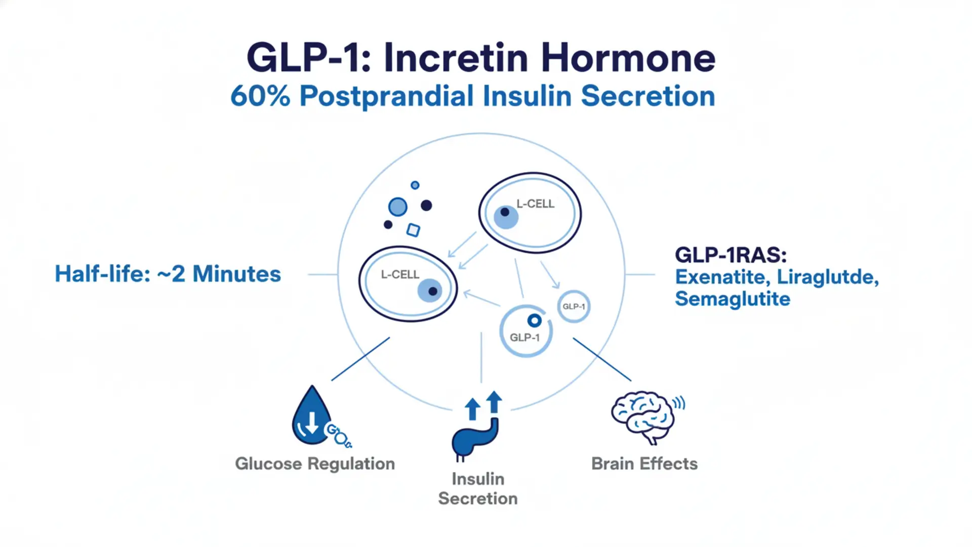 GLP-1 biology overview supporting Semaglutide peptide experimental research pathways